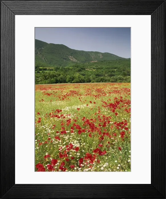 Framed Print : Wild flowers including poppies in a field near Apt in the Luberon mountains Framed Print : Wild flowers including poppies in a field near Apt in the Luberon mountains