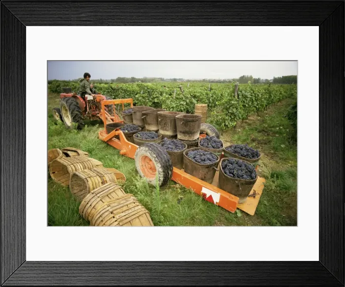 Framed Print : Harvesting grapes, St. Joseph, Ardeche, Rhone Alpes, France, Europe Framed Print : Harvesting grapes, St. Joseph, Ardeche, Rhone Alpes, France, Europe