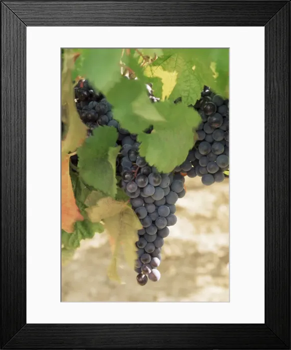 Framed Print : Cabernet Sauvignon grapes, Pauillac, Medoc, Aquitaine, France, Europe Framed Print : Cabernet Sauvignon grapes, Pauillac, Medoc, Aquitaine, France, Europe