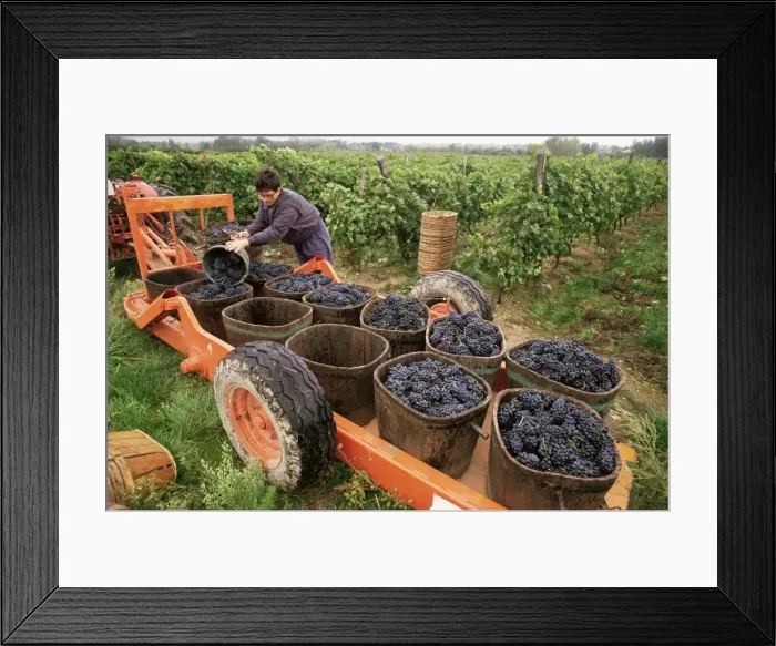 Framed Print : Harvesting grapes in the Rhone Valley, Rhone Alpes, France, Europe Framed Print : Harvesting grapes in the Rhone Valley, Rhone Alpes, France, Europe
