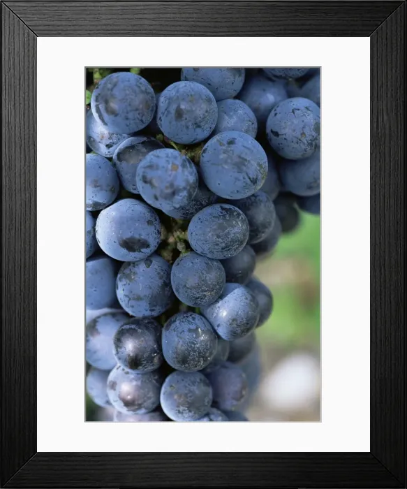 Framed Print : Cabernet Sauvignon grapes, Aquitaine, France, Europe Framed Print : Cabernet Sauvignon grapes, Aquitaine, France, Europe