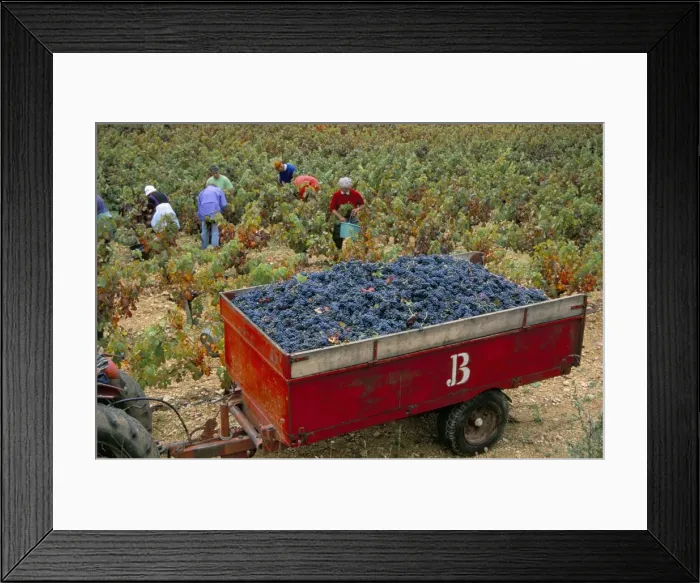 Framed Print : Harvesting grapes in a vineyard in the Rhone Valley, Rhone Alpes, France, Europe Framed Print : Harvesting grapes in a vineyard in the Rhone Valley, Rhone Alpes, France, Europe