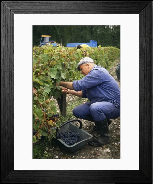 Framed Print : Harvest in the Medoc vineyards, Margaux, Gironde, Aquitaine, France, Europe Framed Print : Harvest in the Medoc vineyards, Margaux, Gironde, Aquitaine, France, Europe