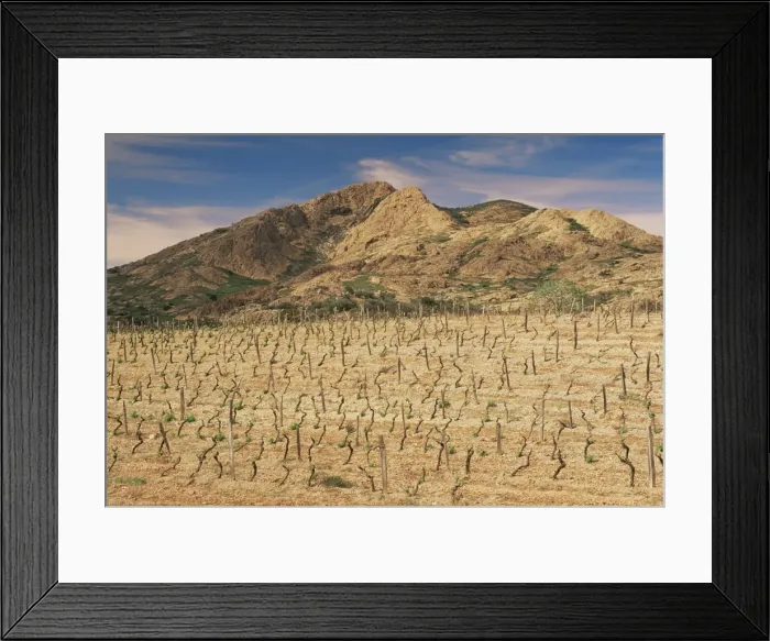 Framed Print : Vineyards near Corte, Corsica, France, Europe Framed Print : Vineyards near Corte, Corsica, France, Europe