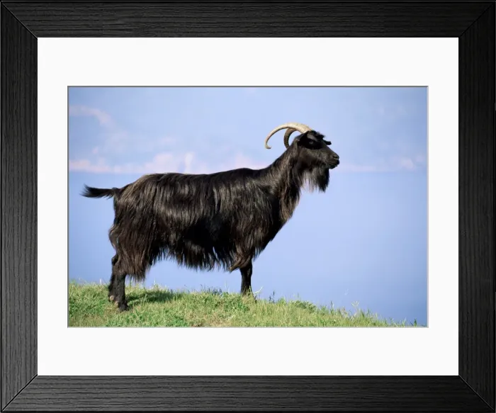 Framed Print : Mountain goat, Corsica, France, Europe Framed Print : Mountain goat, Corsica, France, Europe