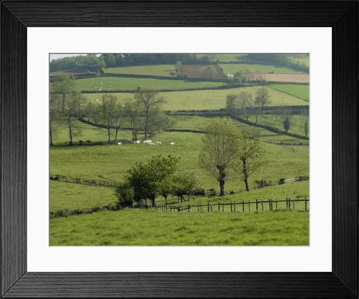 Framed Print : Meadows with Charollais cattle near Cluny, Saone et Loire, Burgundy, France, Europe Framed Print : Meadows with Charollais cattle near Cluny, Saone et Loire, Burgundy, France, Europe