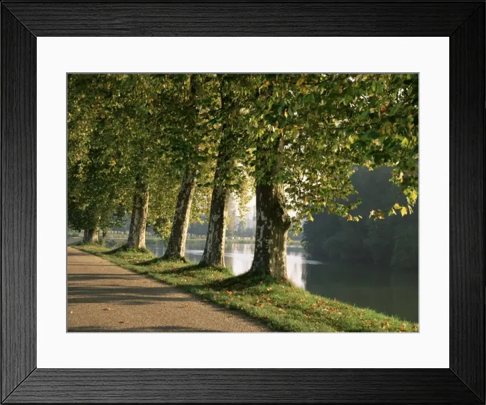 Framed Print : Plane trees beside the River Saone near Macon, Saone et Loire, Burgundy, France, Europe Framed Print : Plane trees beside the River Saone near Macon, Saone et Loire, Burgundy, France, Europe