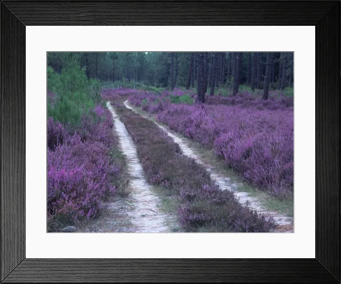Framed Print : Landes forest, Aquitaine, France, Europe