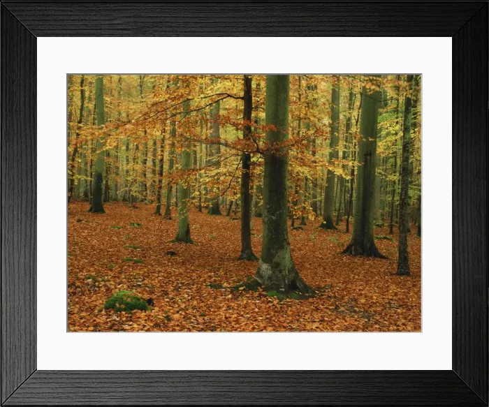 Framed Print : Woodland of beech trees in autumn in the Forest of Compiegne in Picardie (Picardy)