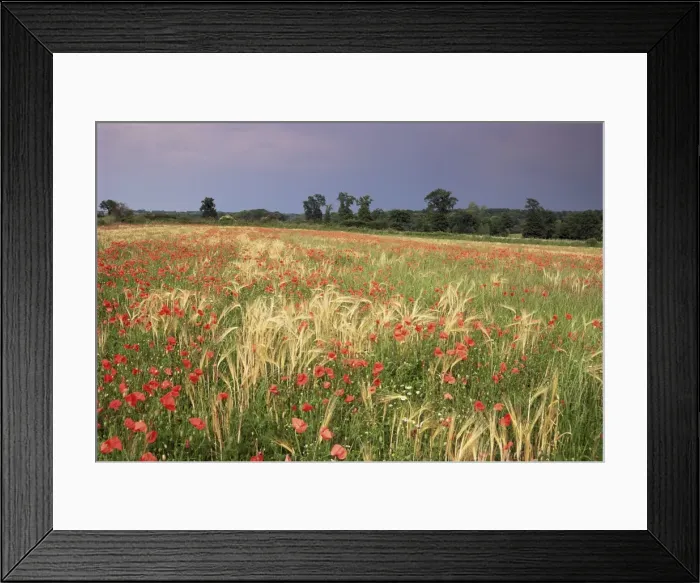 Framed Print : Summer meadow with poppies, near Chateaumeillant, Loire Centre, Centre, France, Europe Framed Print : Summer meadow with poppies, near Chateaumeillant, Loire Centre, Centre, France, Europe