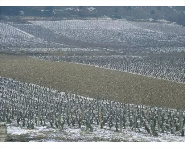 Landscape of vineyards in winter with snow near Pommard, in Burgundy, France, Europe