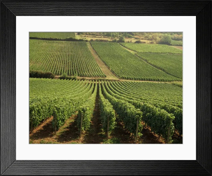 Framed Print : Vineyards near Lugny, Burgundy (Bourgogne), France, Europe Framed Print : Vineyards near Lugny, Burgundy (Bourgogne), France, Europe