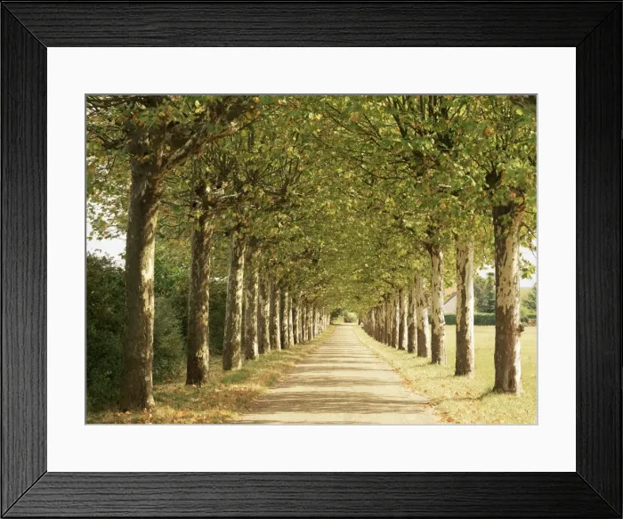 Framed Print : Country road near Macon, Burgundy, France, Europe Framed Print : Country road near Macon, Burgundy, France, Europe