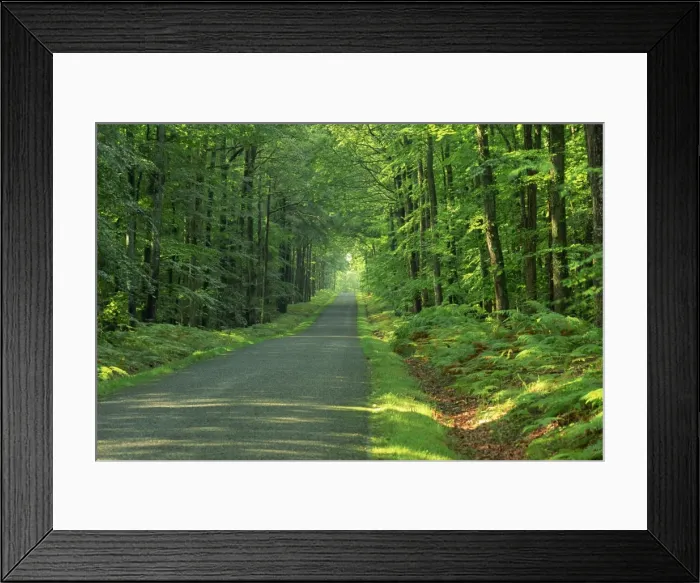 Framed Print : Straight empty rural road through woodland trees, Forest of Nevers, Burgundy Framed Print : Straight empty rural road through woodland trees, Forest of Nevers, Burgundy