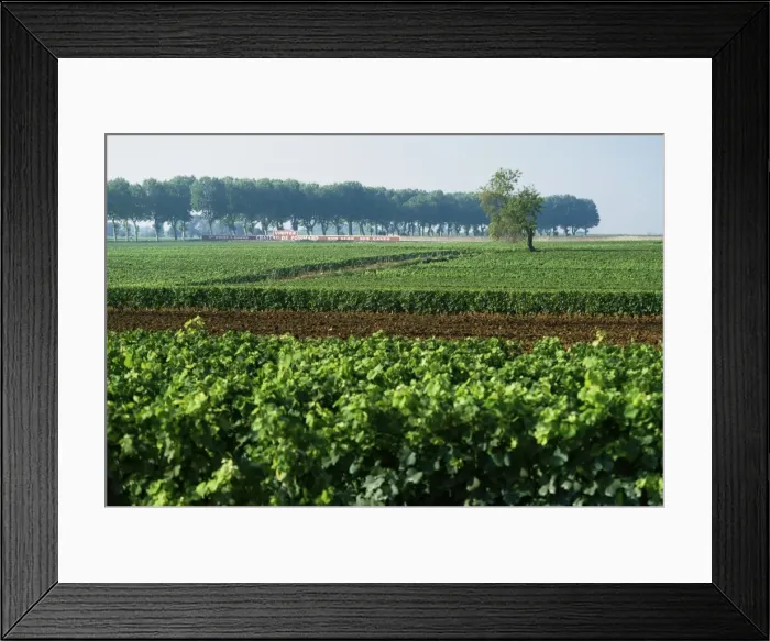 Framed Print : Cotes de Beaune vineyards near Beaune, Burgundy, France, Europe Framed Print : Cotes de Beaune vineyards near Beaune, Burgundy, France, Europe