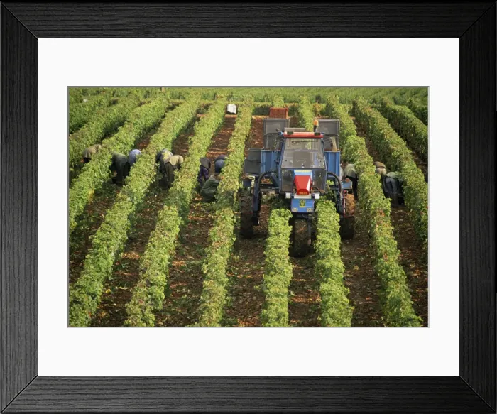 Framed Print : Grape harvest, vineyards near Macon, Burgundy (Bourgogne), France, Europe Framed Print : Grape harvest, vineyards near Macon, Burgundy (Bourgogne), France, Europe