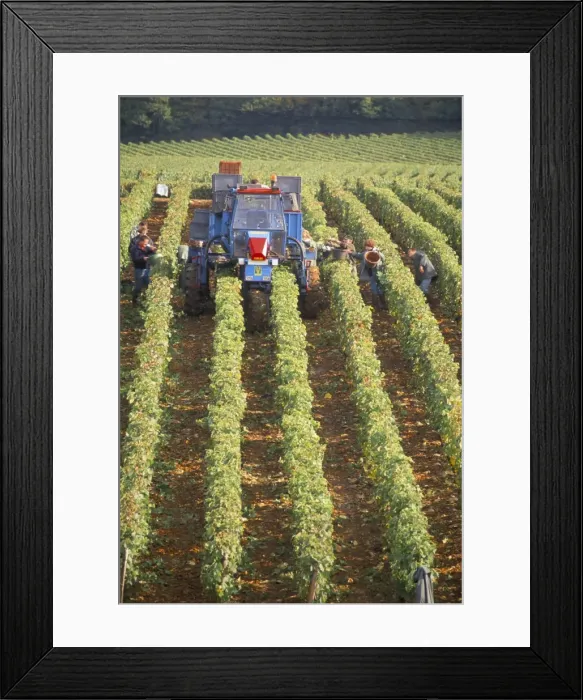 Framed Print : Grape harvest in vineyards, near Macon, Burgundy, France, Europe Framed Print : Grape harvest in vineyards, near Macon, Burgundy, France, Europe