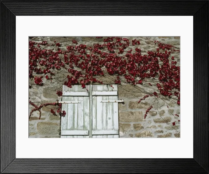 Framed Print : Red creeper around shutters on a stone house in the Rhone Alpes in France, Europe Framed Print : Red creeper around shutters on a stone house in the Rhone Alpes in France, Europe