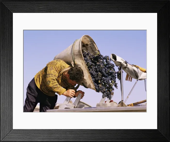Framed Print : Harvesting grapes, Pauillac, Gironde, France, Europe Framed Print : Harvesting grapes, Pauillac, Gironde, France, Europe
