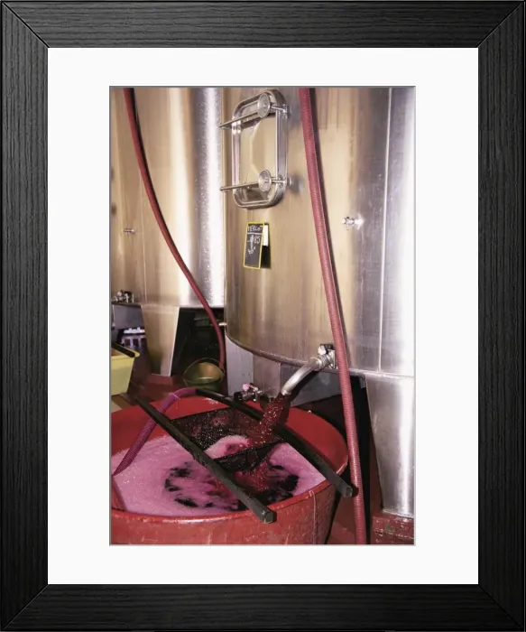 Framed Print : Racking grape juice into fermentation tanks, Chateau Crozet Bages, Pauillac Framed Print : Racking grape juice into fermentation tanks, Chateau Crozet Bages, Pauillac