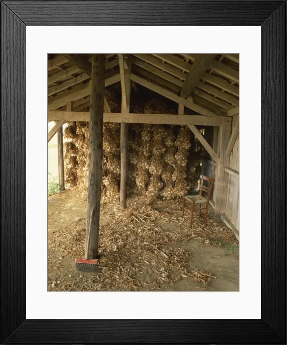 Framed Print : Strings of garlic drying in an outhouse in Gascoigne (Gascony), Midi-Pyrenees Framed Print : Strings of garlic drying in an outhouse in Gascoigne (Gascony), Midi-Pyrenees