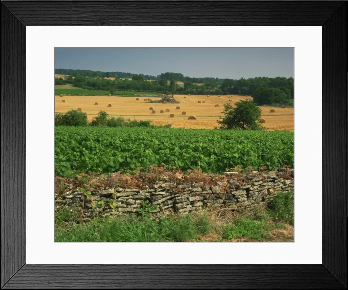 Framed Print : Agricultural landscape of vineyards and fields in the Haute Cotes de Beaune Framed Print : Agricultural landscape of vineyards and fields in the Haute Cotes de Beaune