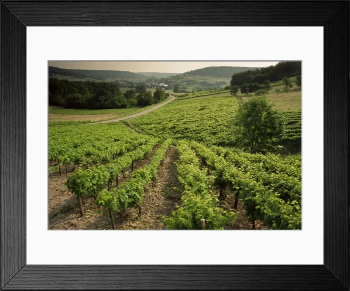 Framed Print : Vineyards near Coiffy le Haut, Haute Marne, Champagne, France, Europe Framed Print : Vineyards near Coiffy le Haut, Haute Marne, Champagne, France, Europe
