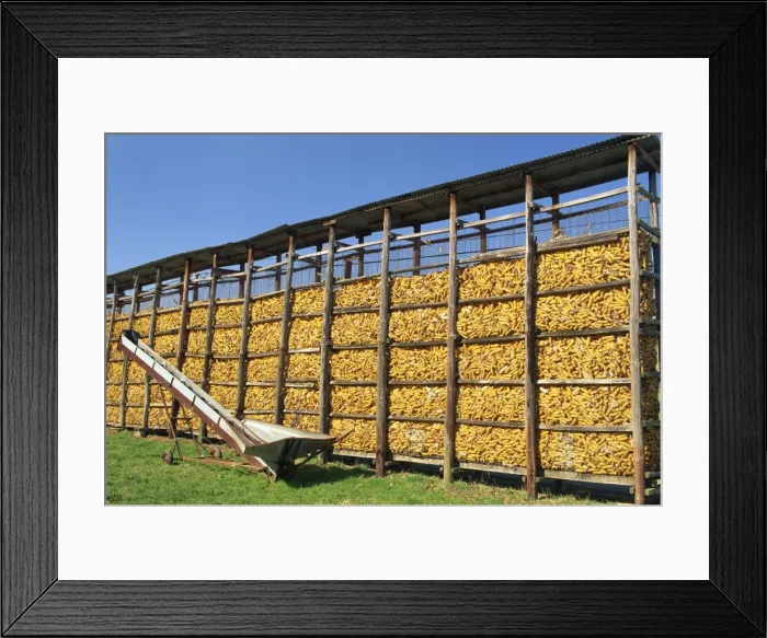 Framed Print : Large wire cages of a maize store on a farm near Chambery, Savoie (Savoy) in the Rhone Alpes Framed Print : Large wire cages of a maize store on a farm near Chambery, Savoie (Savoy) in the Rhone Alpes