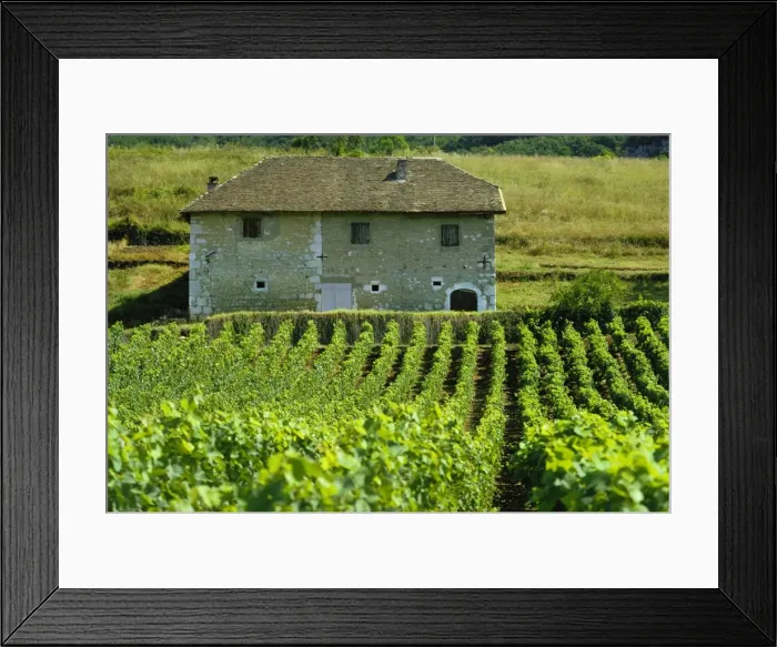 Framed Print : Vineyards and farm house near Jonjieux in Savoie in the Rhone Alpes, France Framed Print : Vineyards and farm house near Jonjieux in Savoie in the Rhone Alpes, France