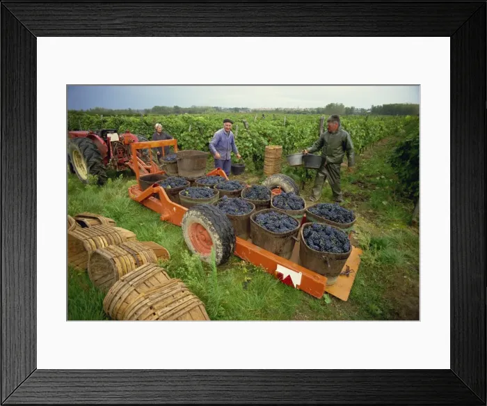 Framed Print : Tractor trailer loaded with black grapes, men and women grape pickers in vineyard, St Framed Print : Tractor trailer loaded with black grapes, men and women grape pickers in vineyard, St
