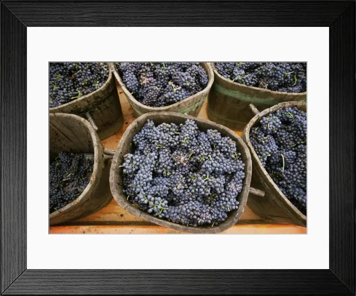 Framed Print : Harvested grapes, St. Joseph, Ardeche, Rhone Alpes, France, Europe Framed Print : Harvested grapes, St. Joseph, Ardeche, Rhone Alpes, France, Europe