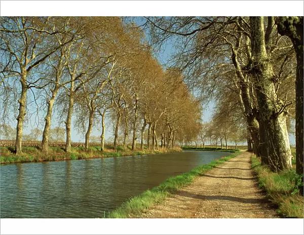Trees lining the Canal du Midi and towpath near Capestang, Languedoc Roussillon