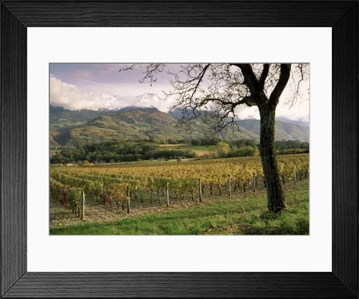 Framed Print : Vineyards near Chambery, Savoie, Rhone Alpes, France, Europe Framed Print : Vineyards near Chambery, Savoie, Rhone Alpes, France, Europe