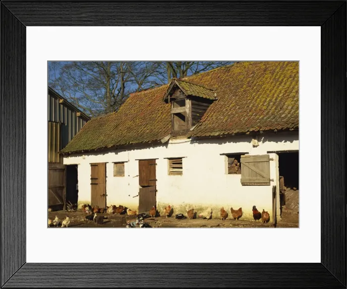 Framed Print : Exterior of a farm outhouse with chickens in the farmyard, near Montreuil in the Crequois Valley Framed Print : Exterior of a farm outhouse with chickens in the farmyard, near Montreuil in the Crequois Valley