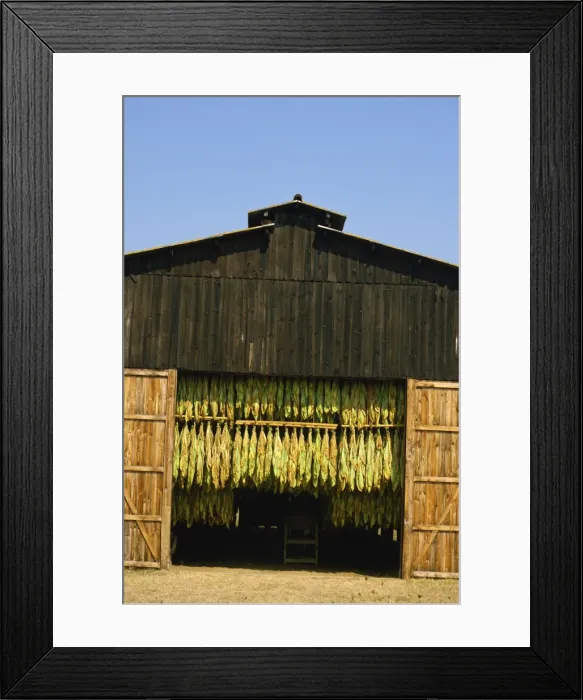 Framed Print : Exterior view of large shed used for drying tobacco, Bergerac, Aquitaine, France, Europe Framed Print : Exterior view of large shed used for drying tobacco, Bergerac, Aquitaine, France, Europe