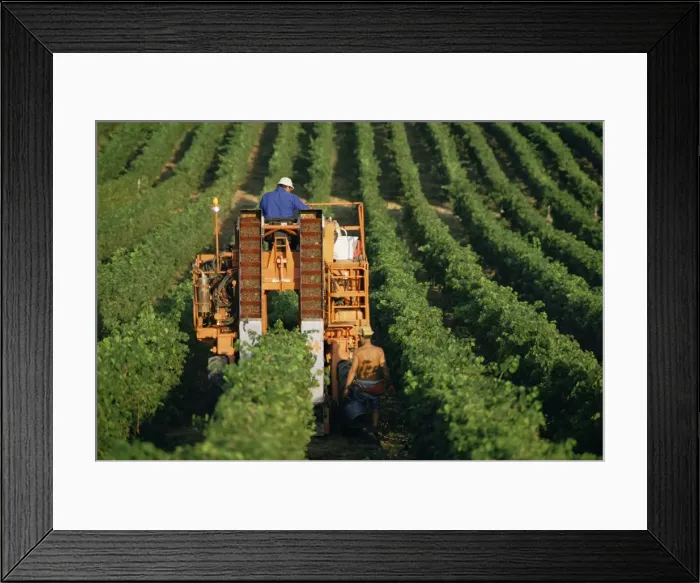Framed Print : Harvesting grapes, near Castillon, Gironde, Aquitaine, France, Europe Framed Print : Harvesting grapes, near Castillon, Gironde, Aquitaine, France, Europe