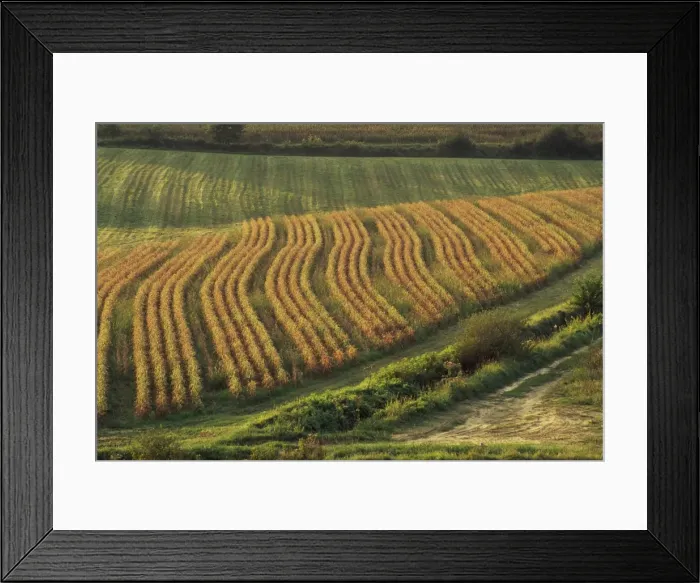 Framed Print : Maize fields near Geaune, Landes, Aquitaine, France, Europe Framed Print : Maize fields near Geaune, Landes, Aquitaine, France, Europe