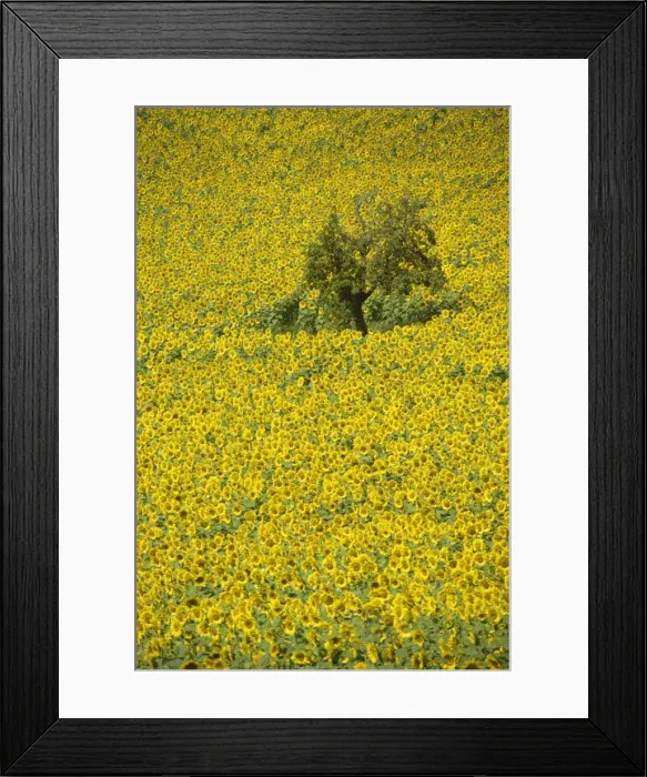 Framed Print : High angle view of a field of sunflowers in Gascoigne (Gascony) in the Midi-Pyrenees Framed Print : High angle view of a field of sunflowers in Gascoigne (Gascony) in the Midi-Pyrenees