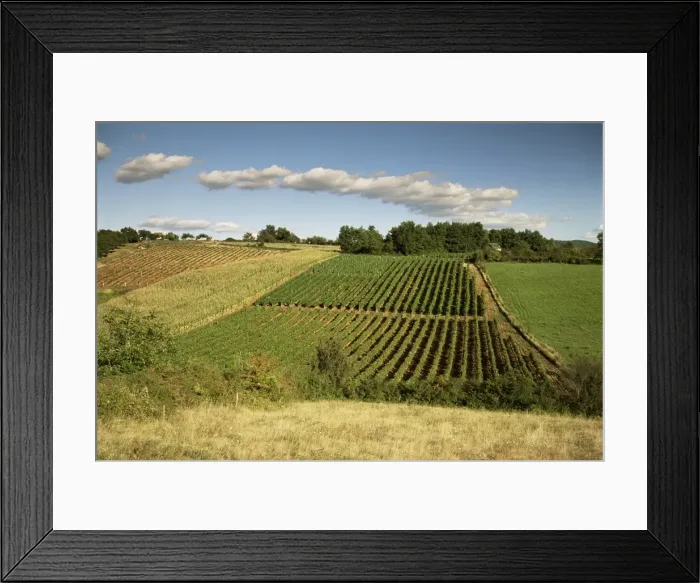 Framed Print : Vineyards near Geaune, Tursan, Landes, Aquitaine, France, Europe Framed Print : Vineyards near Geaune, Tursan, Landes, Aquitaine, France, Europe