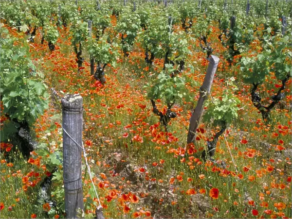 Vineyards near Sauterne, Gironde, Aquitaine, France, Europe