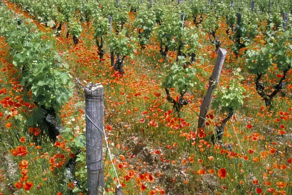 Vineyards near Sauterne, Gironde, Aquitaine, France, Europe