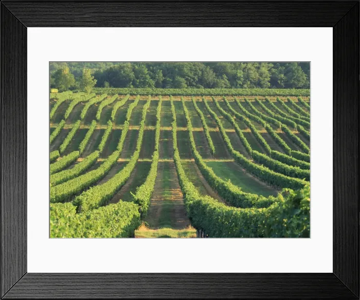 Framed Print : Vineyard near Monbazillac, Dordogne, Aquitaine, France, Europe Framed Print : Vineyard near Monbazillac, Dordogne, Aquitaine, France, Europe