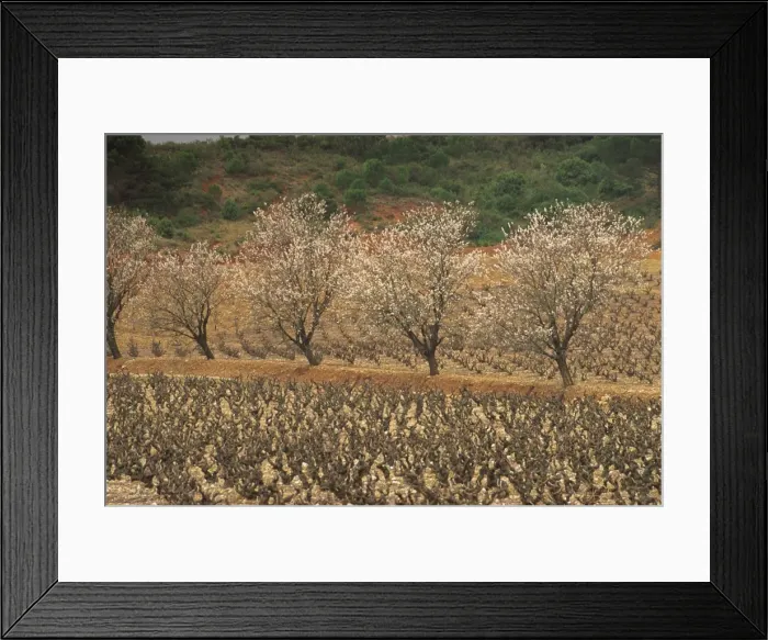 Framed Print : Almond trees in blossom in spring in a vineyard near St. Paul de Fenouillet Framed Print : Almond trees in blossom in spring in a vineyard near St. Paul de Fenouillet