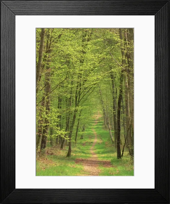 Framed Print : Narrow path through the trees in woodland, Forest of Brotonne, near Routout Framed Print : Narrow path through the trees in woodland, Forest of Brotonne, near Routout