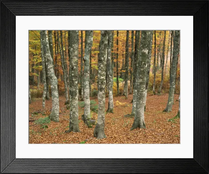 Framed Print : Grey mottled trunks of trees in woods in autumn, on Mont Aiguiol, Languedoc Roussillon Framed Print : Grey mottled trunks of trees in woods in autumn, on Mont Aiguiol, Languedoc Roussillon