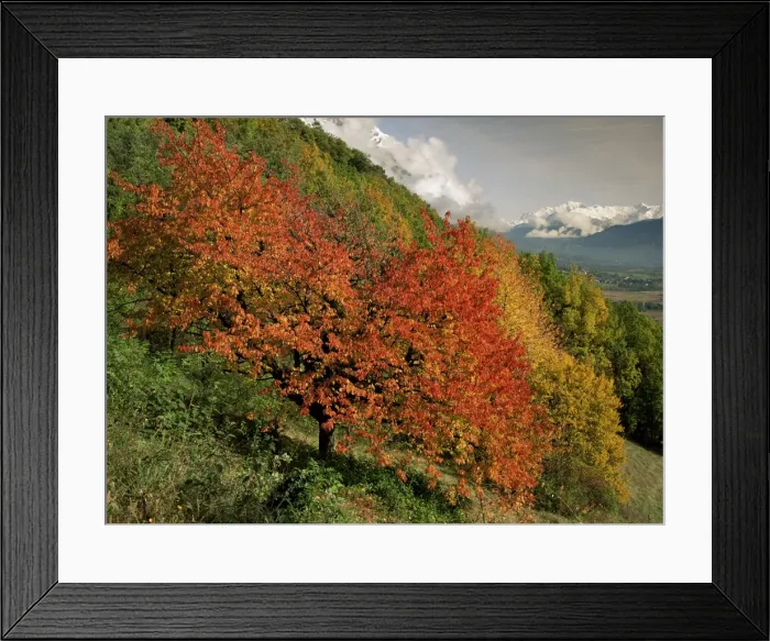 Framed Print : Tree with red autumnal foliage, near Chambery, Savoie, Rhone Alpes, France, Europe Framed Print : Tree with red autumnal foliage, near Chambery, Savoie, Rhone Alpes, France, Europe