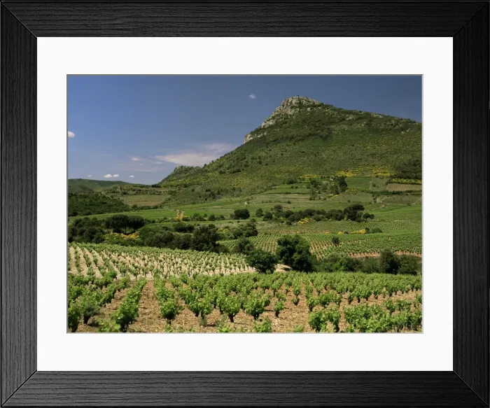 Framed Print : Vineyards near Pezenas, Herault, Languedoc-Roussillon, France, Europe Framed Print : Vineyards near Pezenas, Herault, Languedoc-Roussillon, France, Europe