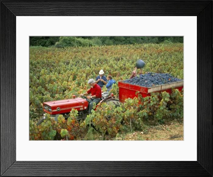 Framed Print : Harvesting grapes, near Bagnoles sur Ceze, Languedoc Roussillon, France, Europe Framed Print : Harvesting grapes, near Bagnoles sur Ceze, Languedoc Roussillon, France, Europe