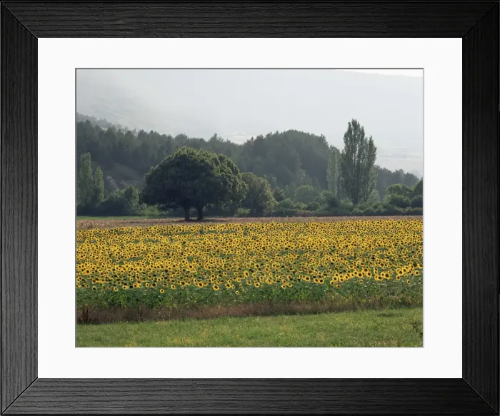 Framed Print : Field of sunflowers near Ferrassieres, Drome, Rhone Alpes, France, Europe Framed Print : Field of sunflowers near Ferrassieres, Drome, Rhone Alpes, France, Europe