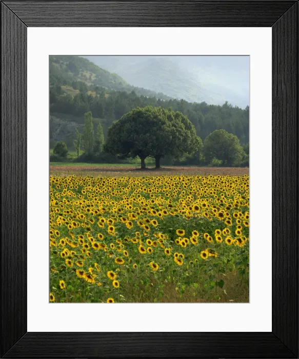 Framed Print : Landscape of field of sunflowers near Ferrassieres in the Drome, Rhone-Alpes Framed Print : Landscape of field of sunflowers near Ferrassieres in the Drome, Rhone-Alpes